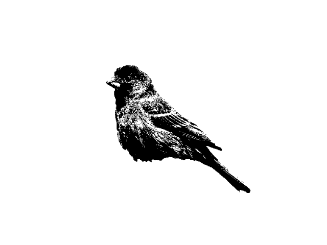 Finch